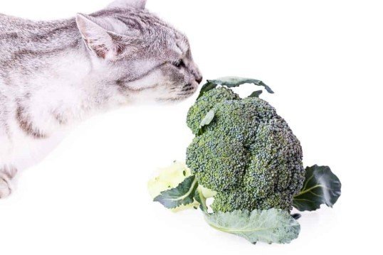 imagen de un gato comiendo brócoli, porque