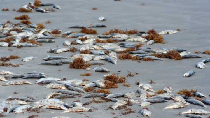 ¿Por qué mueren aves y peces