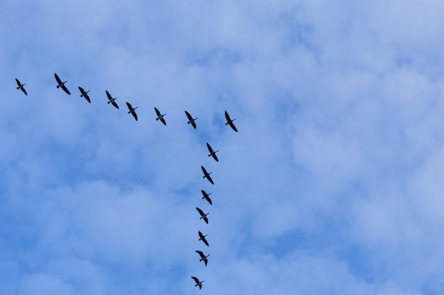 ¿Porque los aviones podrán volar en formación, como una bandada de pájaros.