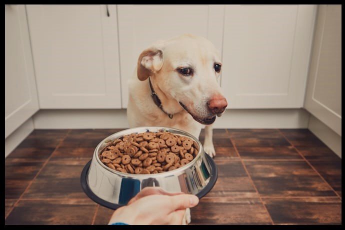 ¿Por qué mi perro no quiere comer