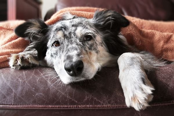 Por qué mi perro vomita espuma blanca